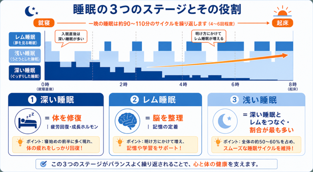 深い睡眠・レム睡眠・浅い睡眠それぞれの役割を一晩の流れで示した図解。深い睡眠は体の修復、レム睡眠は脳の整理に関わる