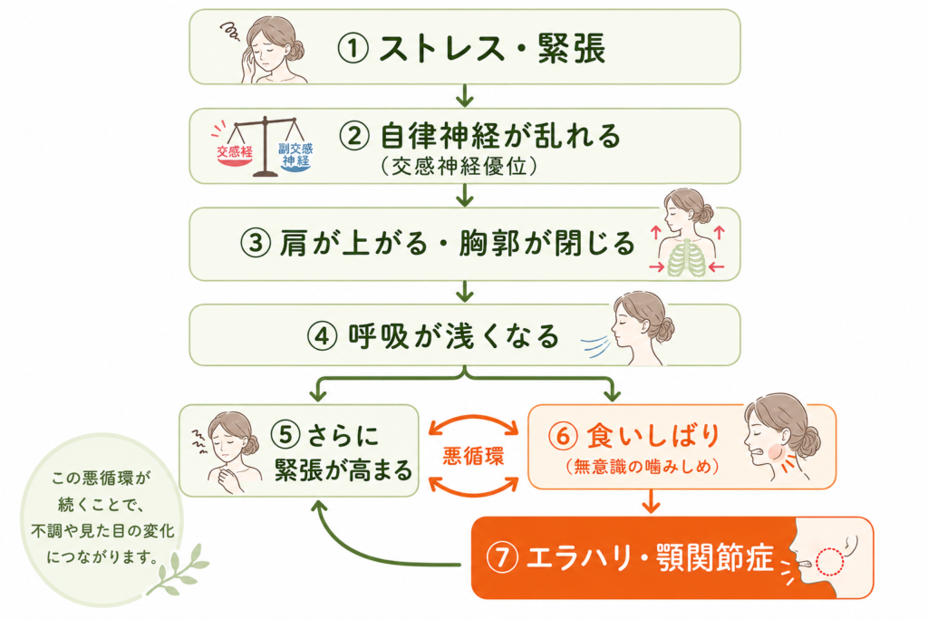 ストレスによる自律神経の乱れが食いしばりやエラハリ・顎関節症につながる悪循環を示したフロー図。胸郭が閉じて呼吸が浅くなることで緊張がさらに高まるしくみ。