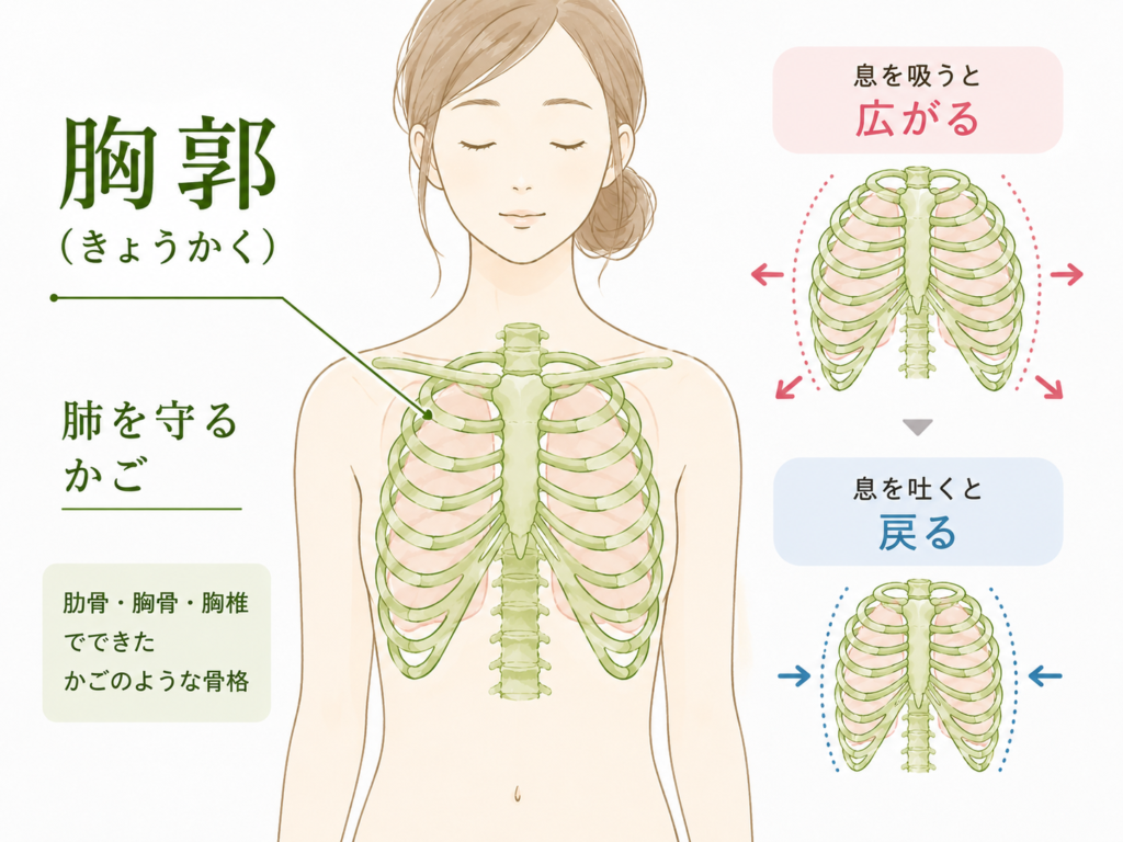 胸郭のイメージ図。