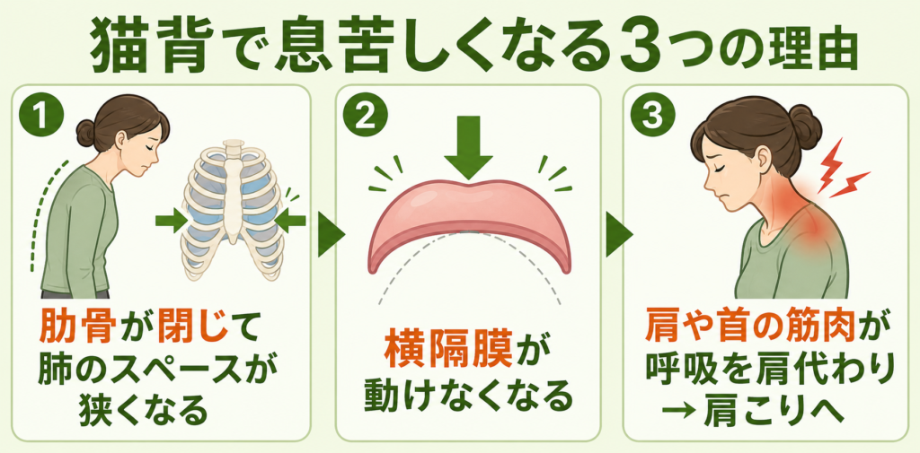 猫背で息苦しくなる3つの理由。肋骨が閉じる、横隔膜が動けない、肩や首の筋肉が呼吸を肩代わりする仕組みの図解