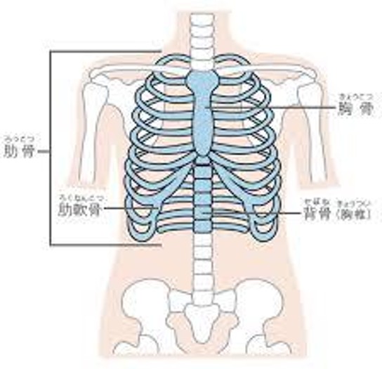 胸郭　呼吸　浅い