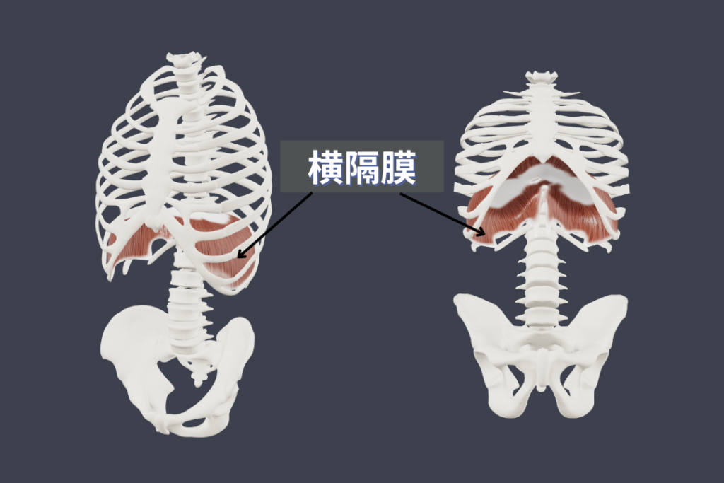 呼吸 横隔膜 胸郭