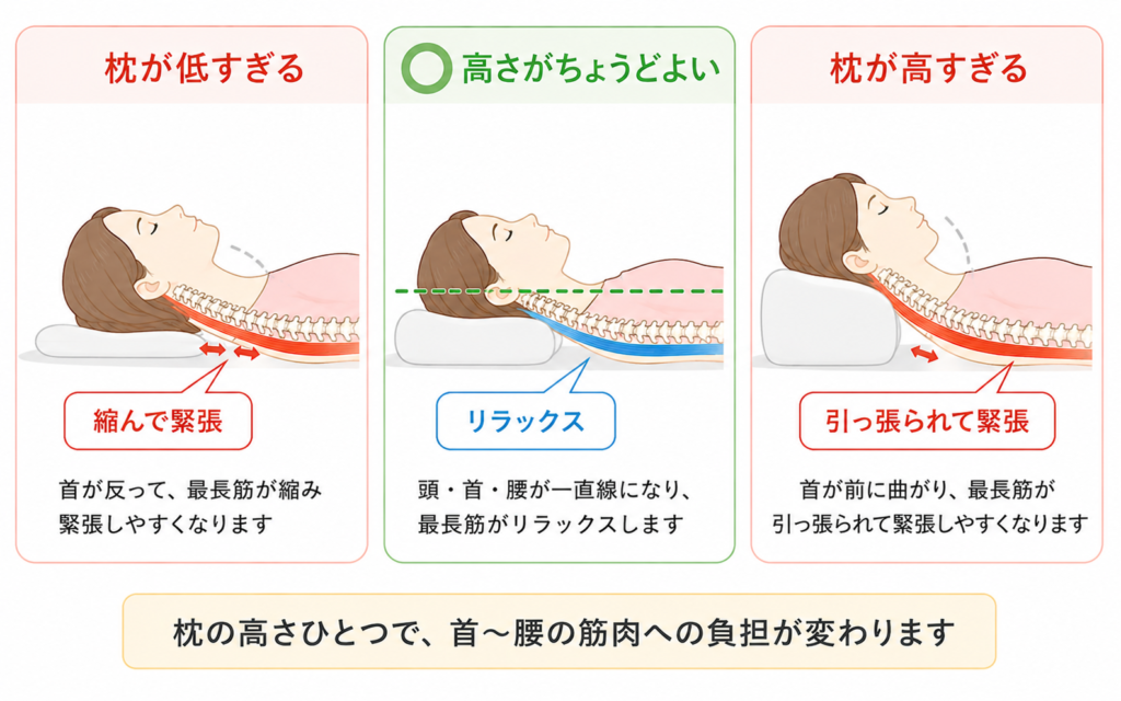 枕の高さが低すぎる・ちょうどよい・高すぎる場合の最長筋への影響を示した3段階比較イラスト。正しい高さで筋肉の緊張が緩む