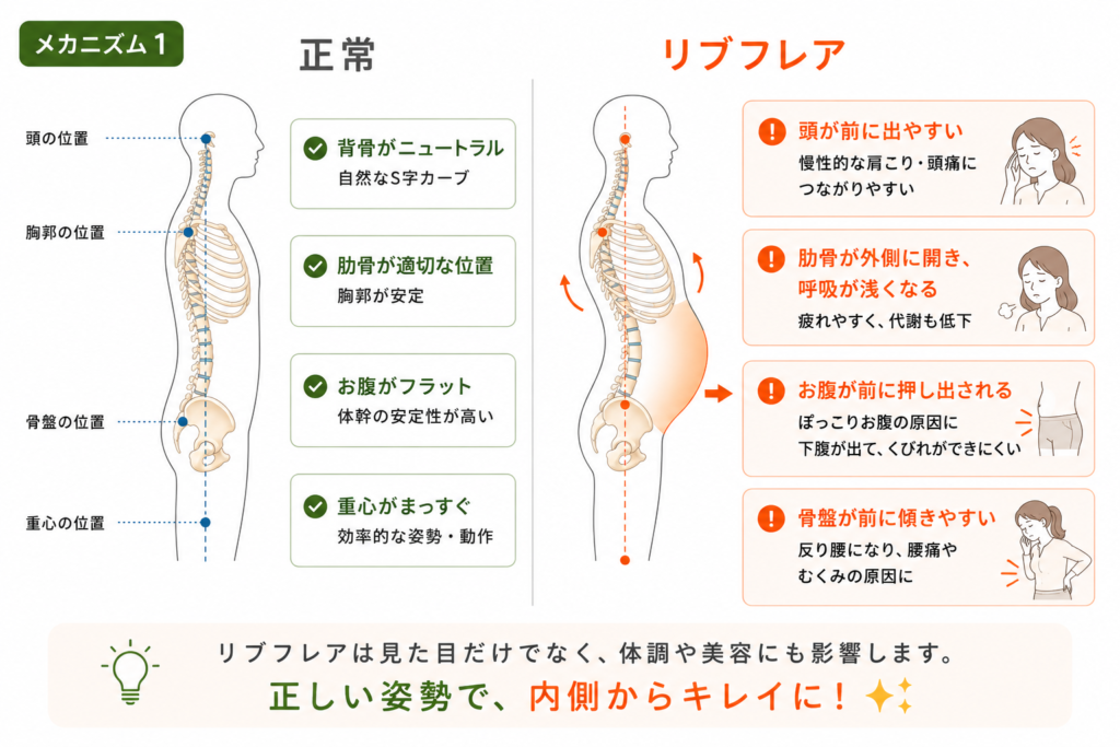 リブフレアでお腹が前に押し出されるメカニズム図