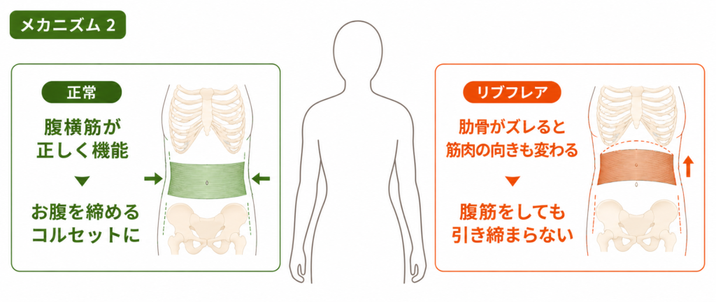 リブフレアで腹横筋が機能しなくなる仕組み