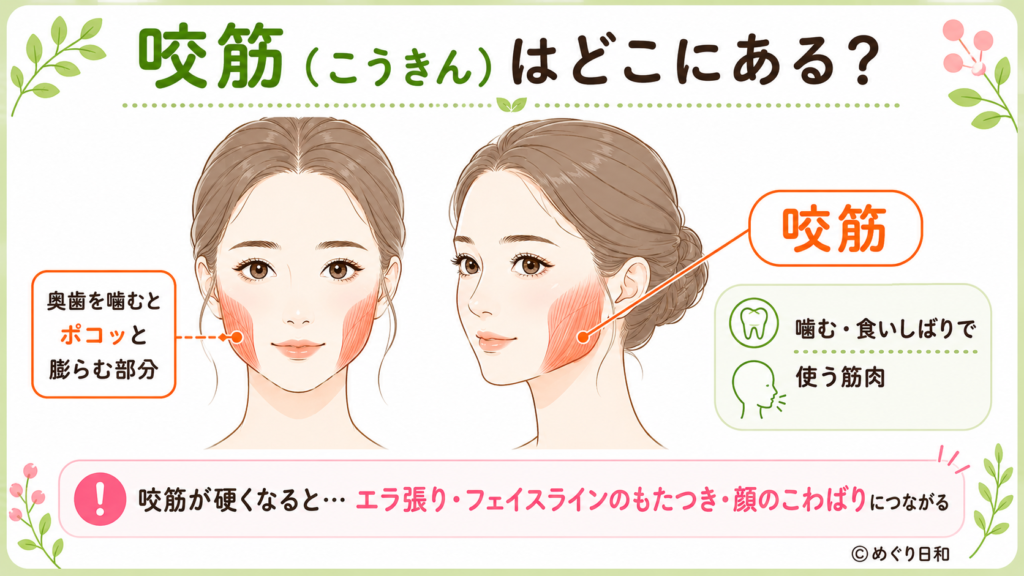 咬筋の位置を示す図解。頬骨の下からエラにかけてある噛むための筋肉で、硬くなるとエラ張りやフェイスラインのもたつきにつながる